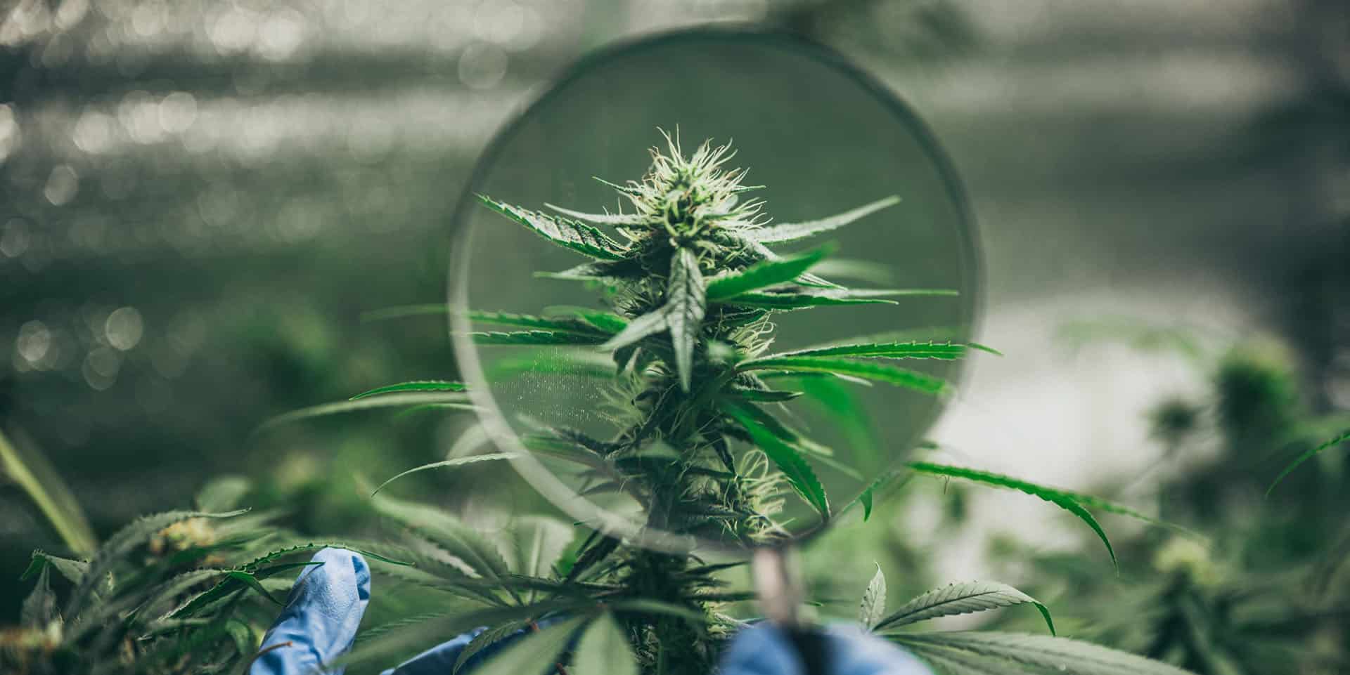 cannabis plant seen through looking glass