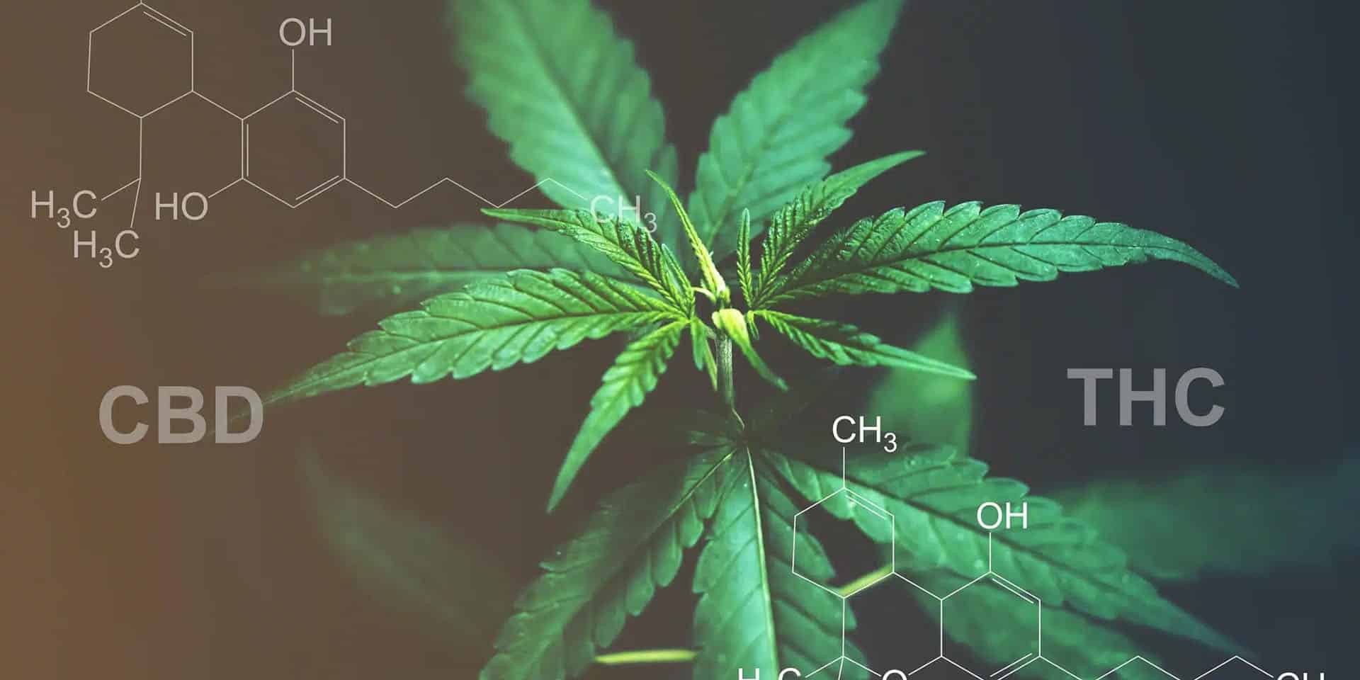 cannabis plant THC and CBD